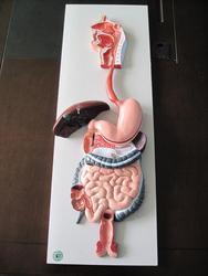 Human Digestive System Human Digestive System