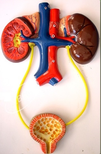 Human Execratory System