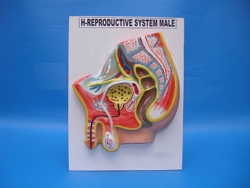 Human Reproduction System Male