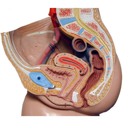 Human Reproduction System Female Human Reproduction System Female