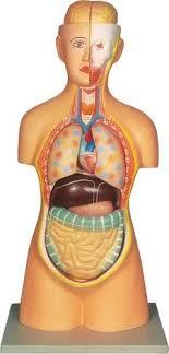 Human Torso model with head Human Torso model with head