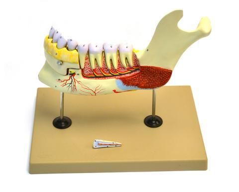 LOWER HUMAN JAW MODEL - 5 TIMES LIFE SIZE