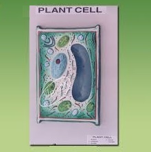 Plant Cells - Plastic, 15x20 cm, Green | Detailed Model, Educational Tool, Visual Aid, Plant Biology