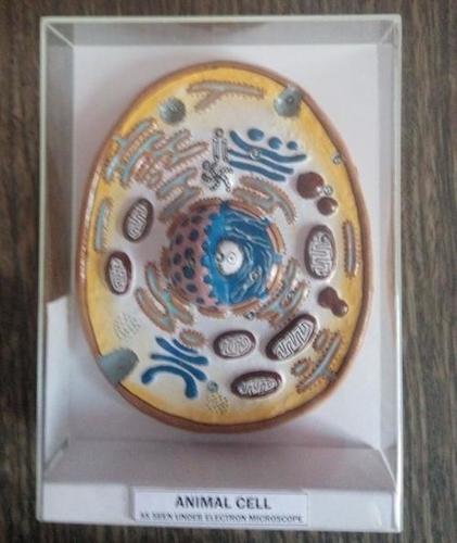Animal Cell - PVC, 50mm, Yellow | Detailed Model, Educational Tool, Protective Case, Scale 1:1000