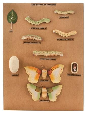 Life History of Silk Warm - Plastic, 60x45x8 cm, Beige | Educational Life Cycle Models, Numbered Key, Mounted Base