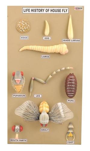Life History of House Fly