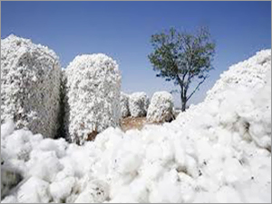 Raw Cotton