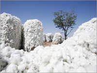 Raw Cotton - Variable Fiber Length, White Color | Moisture Resistant, Good Dye Absorption, Low Trash Content, Safe Packaging
