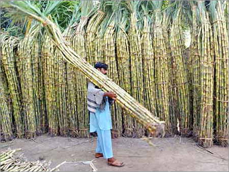Fresh Sugarcane