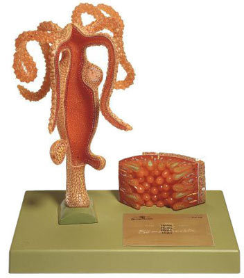 Hydra Model Hydra Model