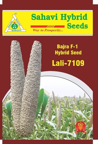 Bajra Seeds