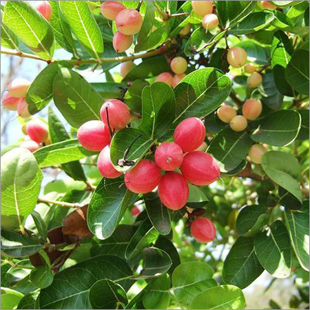 Carissa Carandas Fruit