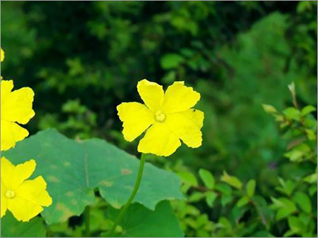 Luffa Amara
