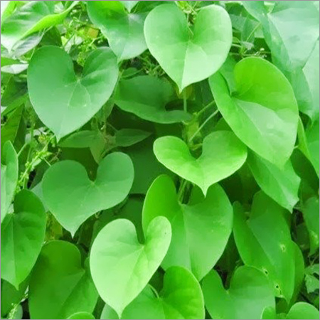 Tinospora Cordifolia