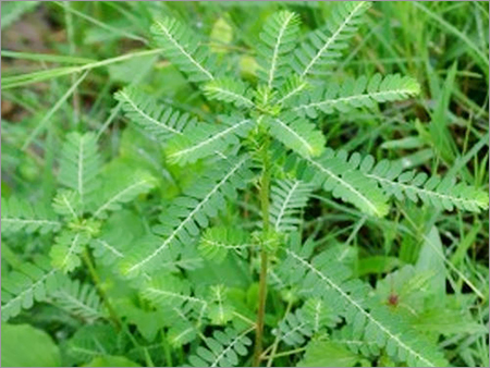 Phyllanthus Niruri