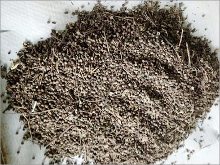 Samalu Seeds