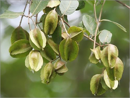 Terminalia Arjuna