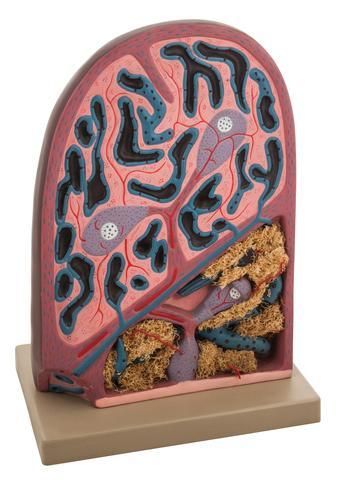 MICROSCOPIC STRUCTURE SPLEEN MODEL