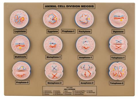 MODEL ANIMAL CELL DIVISION MEIOSIS - MINI