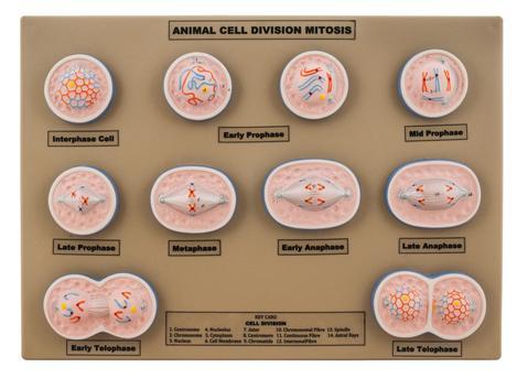 MODEL ANIMAL CELL DIVISION MITOSIS - MINI