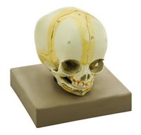 MODEL ARTIFICIAL INFANT SKULL