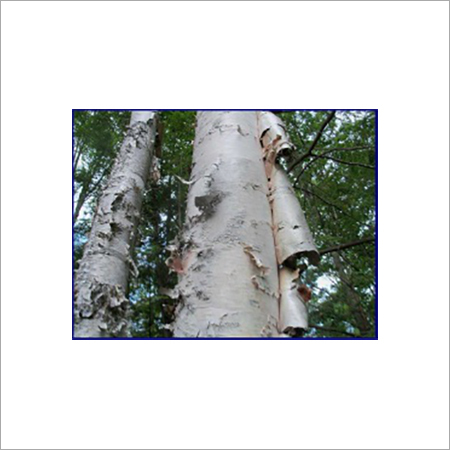 Birch Tar Oil Cas No: 8001-88-5.