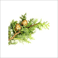 Cypress Essential Oil Cas No: 8013-86-3.