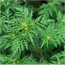 Davana Oil Cas No: 8016-03-3