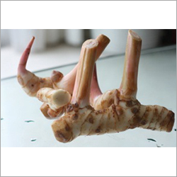 Galangal Oil - 100% Pure Fluid Liquid | Antibacterial Antispasmodic Stress Relief Muscle Recovery Motion Sickness Remedy