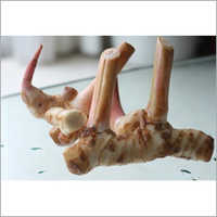 Galangal Oil - 100% Pure, Fluid Liquid | Antibacterial, Antispasmodic, Stress Relief, Muscle Recovery, Motion Sickness Remedy