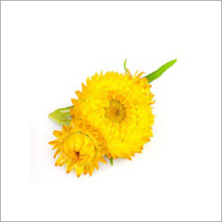 Helichrysum Oil Cas No: 8023-95-8