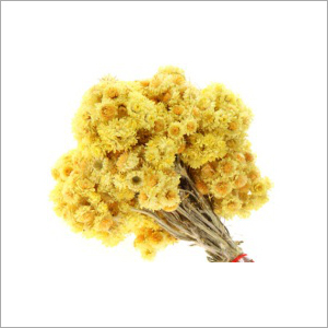Immortelle Oil Cas No: 8023-95-8