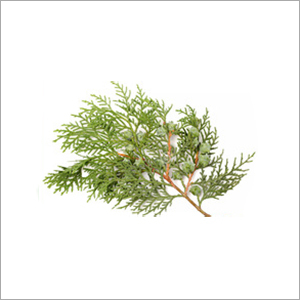 Juniper Leaf Oil Cas No: 84603-69-0