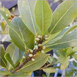 Sugandh Kokila Oil Cas No: 8008-88-6.