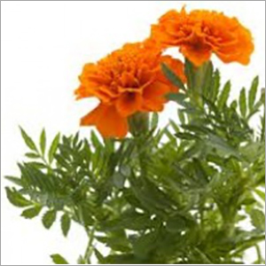 Tagetes Minuta Oil Cas No: 8016-84-0