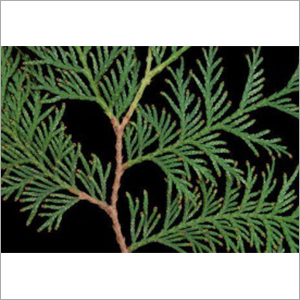 Thuja Wood Oil Cas No: 8007-20-3