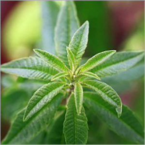 Verbena Oil Cas No: 8024-12-2.