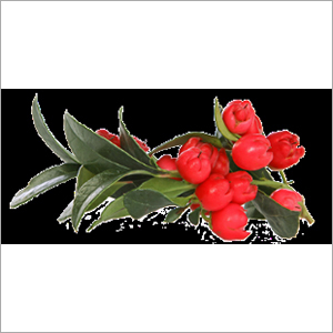 Wintergreen Oil Cas No: 90045-28-6