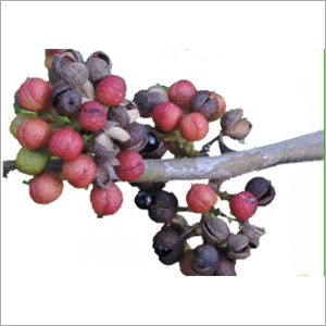 Zanthoxylum Oil (Tomar Seed) Cas No: 97404-53-0
