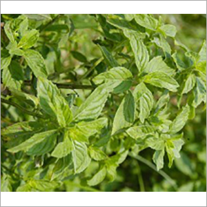 Peppermint Derivatives