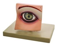 MODEL EYE WITH LID ON BASE