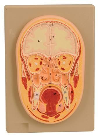 MODEL FRONTAL SECTION OF HUMAN HEAD NATURAL SIZE