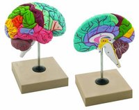 MODEL FUNCTIONING OF BRAIN
