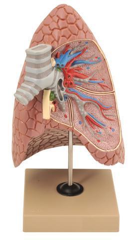 MODEL HEALTHY LUNG