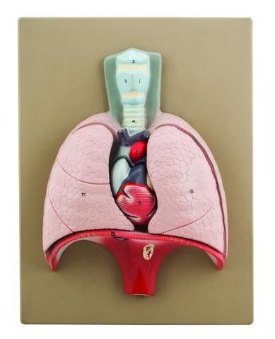 MODEL HEART & LUNGS MODEL - 4 PARTS