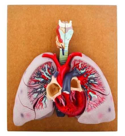 MODEL HEART WITH LUNGS & LARYNX