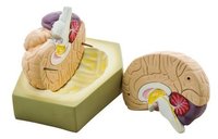 MODEL HUMAN BRAIN - 2 PARTS CENTRALLY DIVIDED