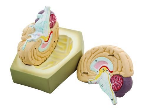 MODEL HUMAN BRAIN - 2 PARTS, MEDIAN SECTION