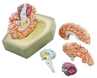 MODEL HUMAN BRAIN WITH ARTERIES - 8 PARTS