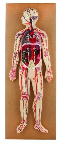 MODEL HUMAN CIRCULATORY SYSTEM, HALF LIFE SIZE